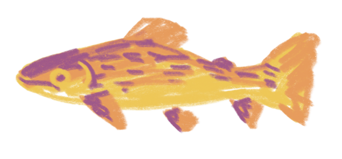Skizze von einer Seitenansicht von einem Fisch in gelb, orange und lila
der Fisch guckt unzufrieden 