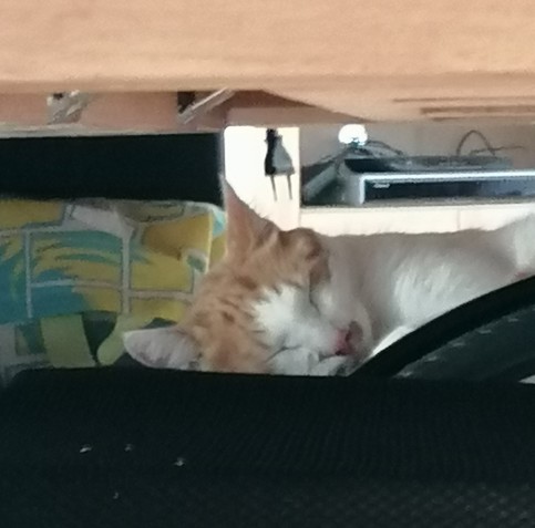 A Photo. A red-and white cat sleeps in my wheelchair. A plug is above him

Ein Photo. Ein rot-weißer Kater schläft in meinem Rollstuhl; darüber hat ein Stromstecker zu sehen